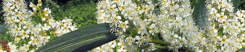 Die Kirschlorbeer-Hecke als Lärmschutz